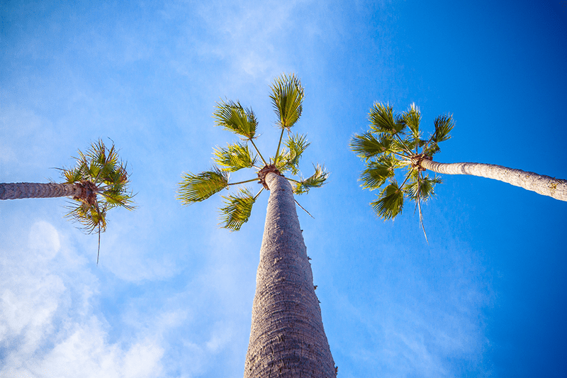 Three palm trees in a blue sky.