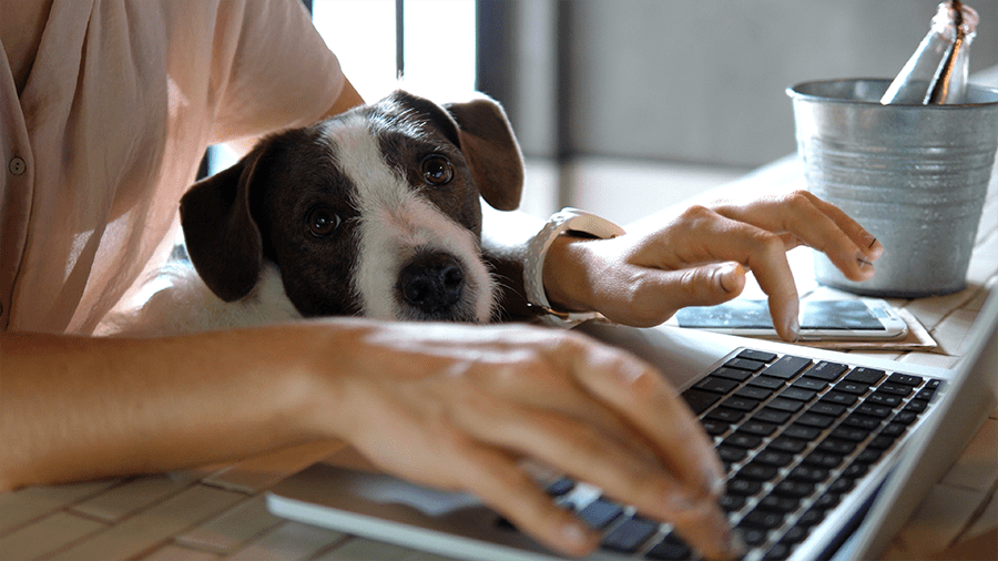 A woman typing on a laptop with a dog in the background.